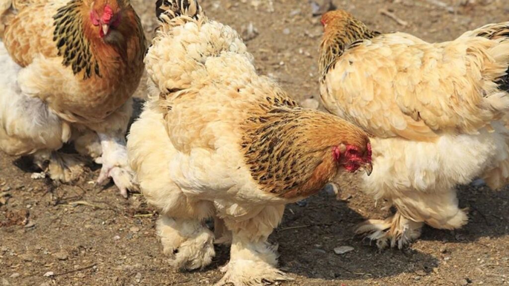 cochin chicken