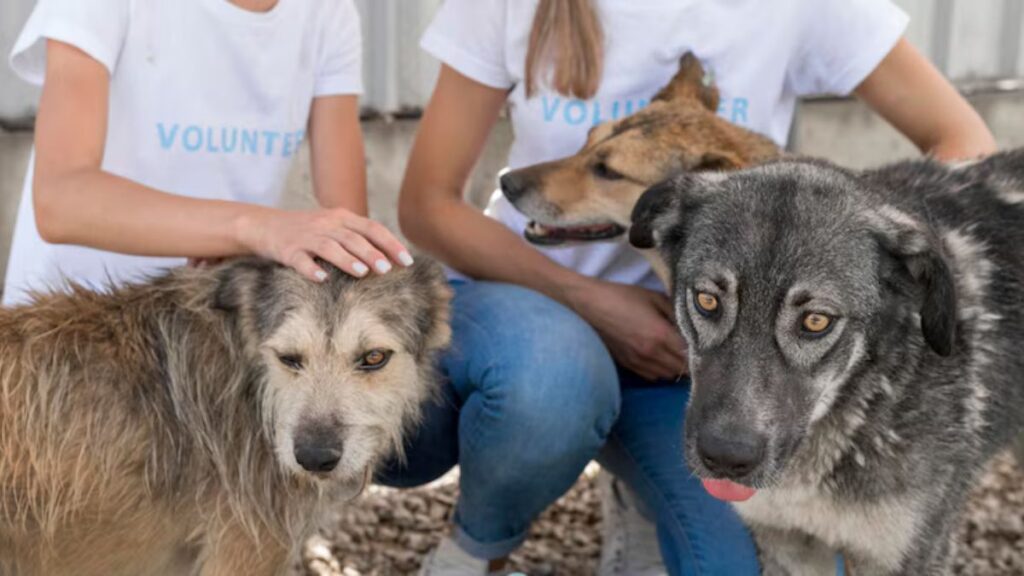Animal Rights vs. Zoofilia: Navigating Ethical Dilemmas
